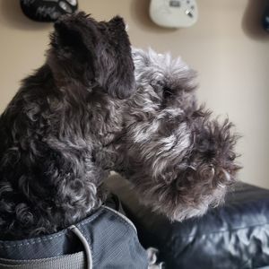 Meet your Posher, Deb